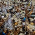 Nigeria’s Argungu Fishing Festival Returns After Six-Year Hiatus