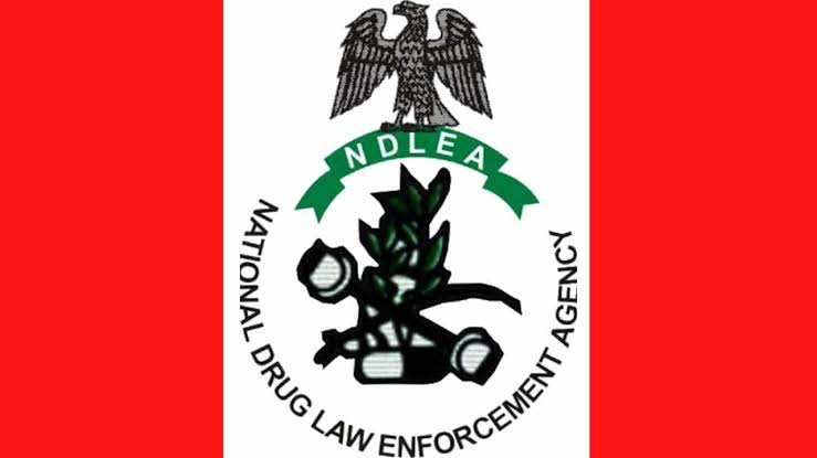 NDLEA NDLEA Arrests 533 Suspects In Oyo For Alleged Drug Crimes